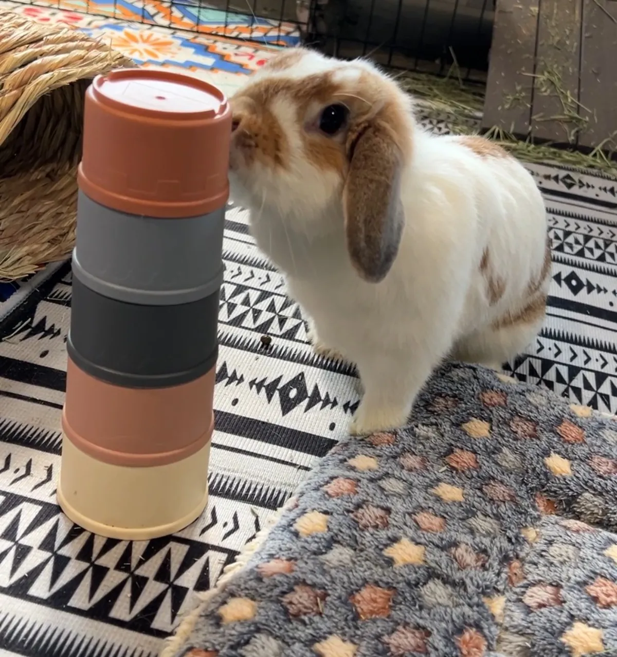 A lop-eared rabbit nosing a stacking toy on the living-room rug during a drop-in visit