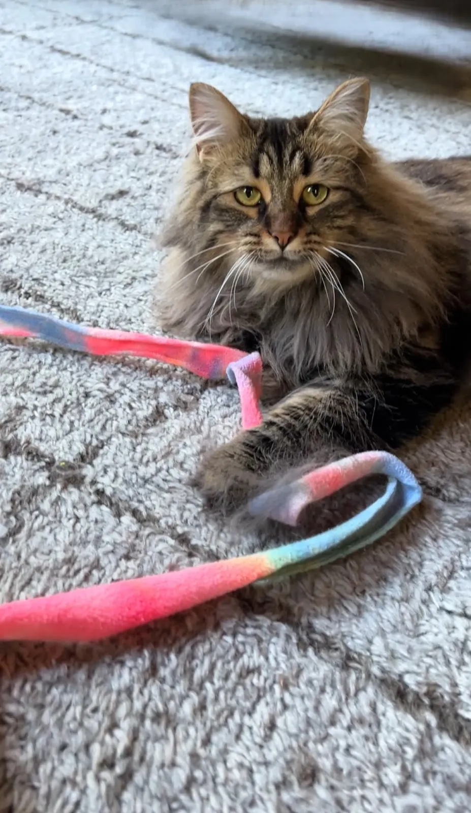 A long-haired tabby stretched out beside a rainbow wand toy