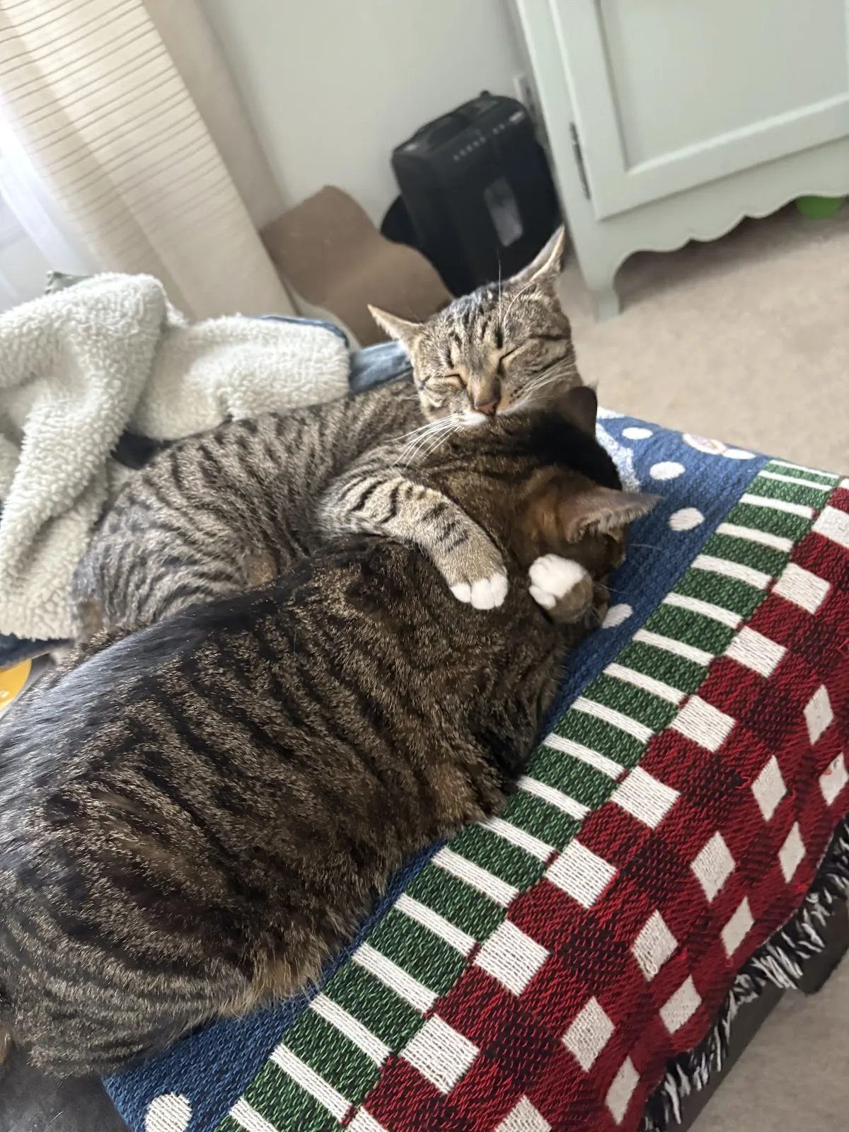 Two tabby cats napping together on their own quilt during a drop-in visit