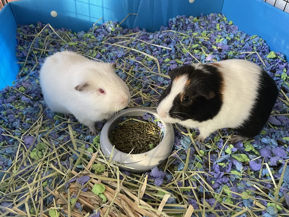 Two guinea pigs sharing hay and a pellet bowl in their pen