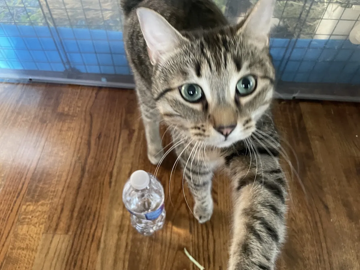 A tabby cat looking up from the floor in the middle of a play session