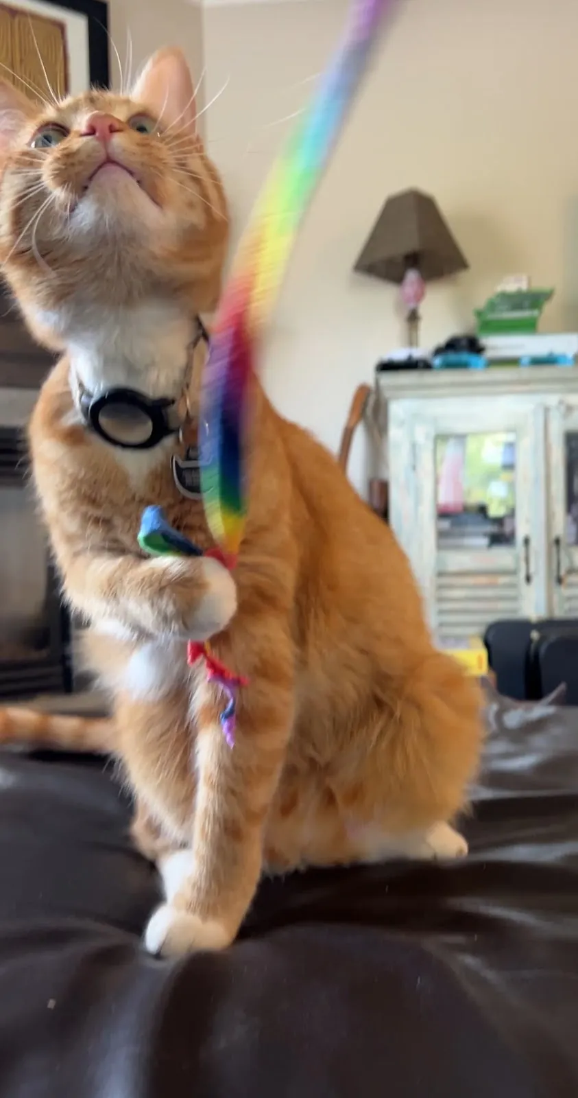 An orange cat reaching up for a wand toy mid-play