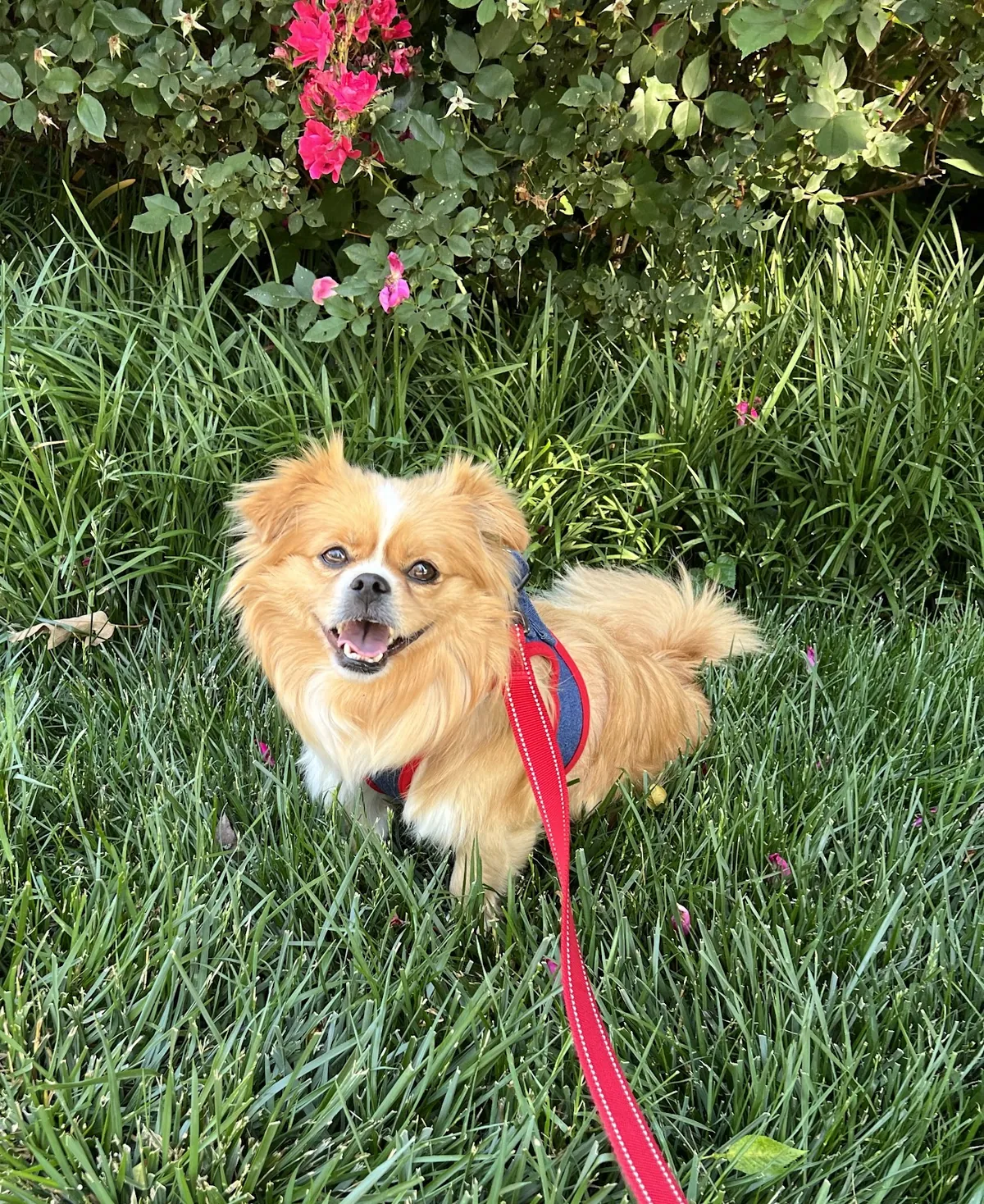 A small dog sitting in the grass on a leash walk