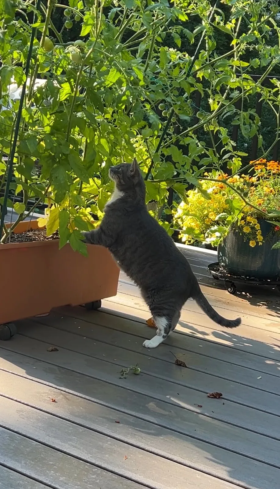 A grey cat exploring the deck planters in the afternoon sun