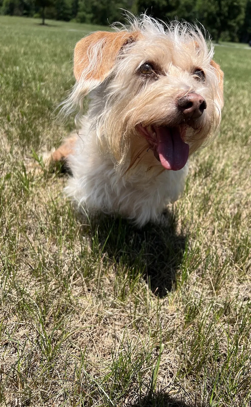 A scruffy terrier grinning in the yard on a walk
