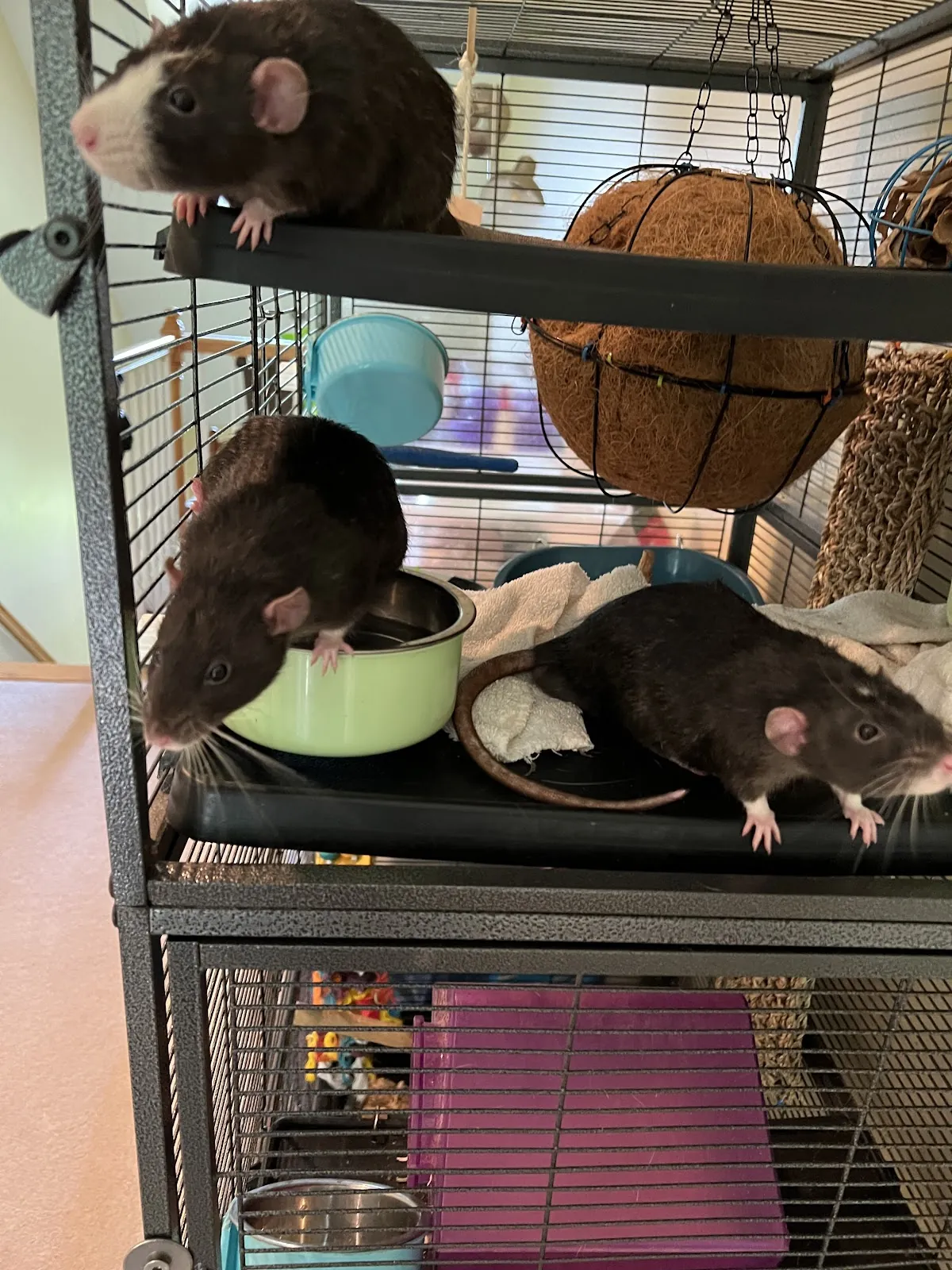 Three pet rats climbing their multi-level habitat