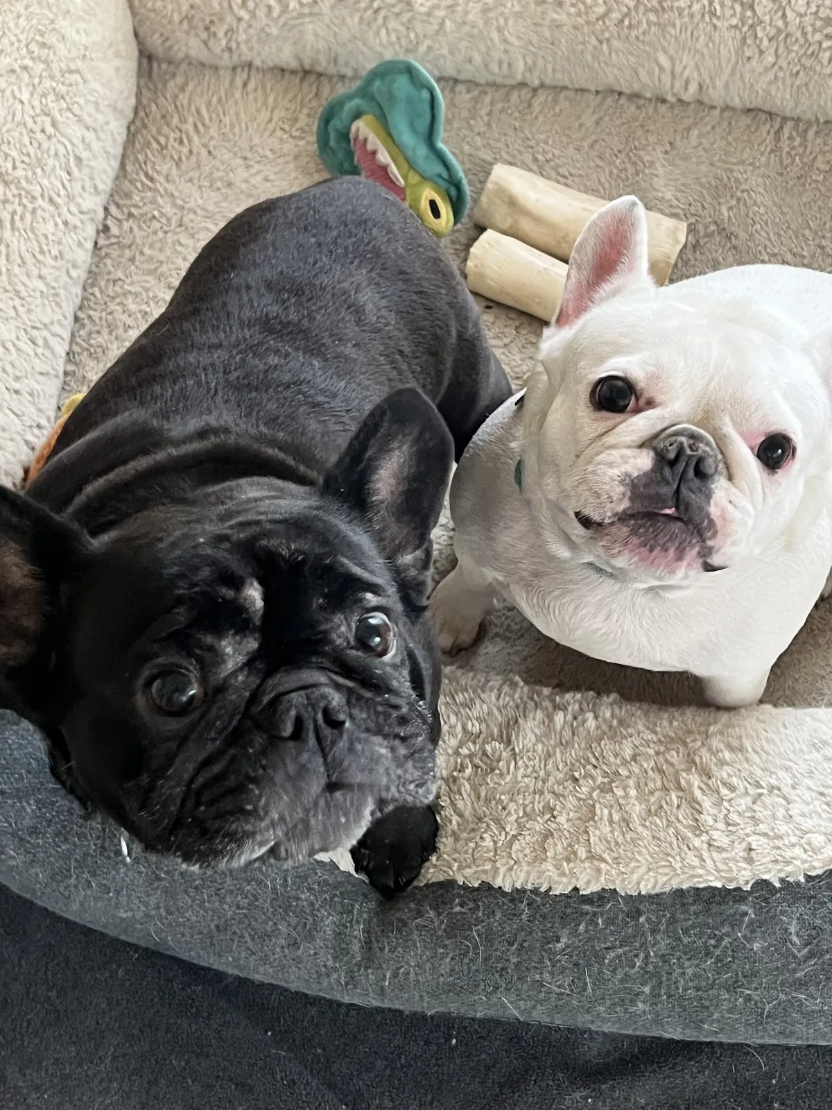 A pair of French bulldogs settled into their bed