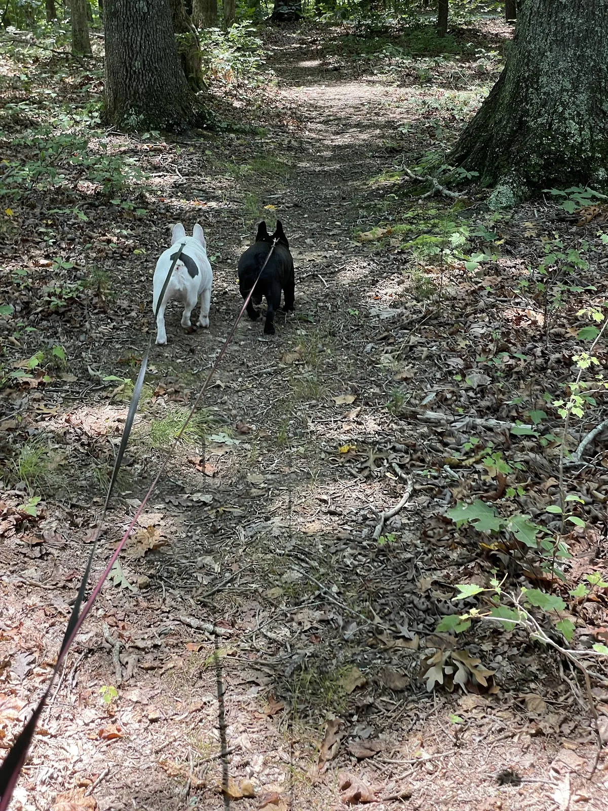 Two dogs out ahead on a shaded wooded trail